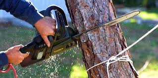 How Our Tree Care Process Works  in  Scottdale, GA