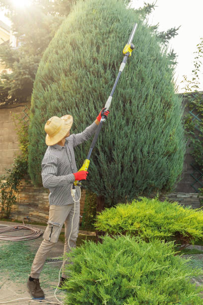 Professional Tree Services in Scottdale, GA